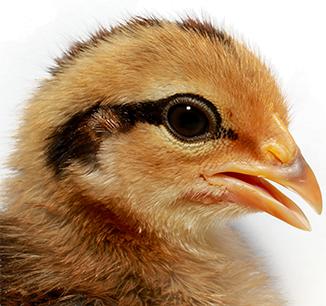 A cute chick