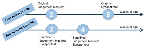 Diagram showing test setup. First cohort tested at age 2 weeks with judgement bias test and at age 8 weeks with eyespot test. Second cohort tested with both tests first at age 2 weeks, then at age 4 weeks