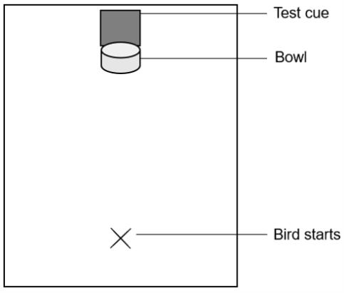 Rectangular arena with a food bowl and a cue on one side, and the starting position of the chick on the opposite side