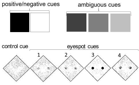 Training cues for judgement bias test are white and black squares. Test cues are light grey, middle grey and dark grey. Control cue for the eyespot test is a squared background pattern. Eyespot cues consist in dots in the center of the background pattern