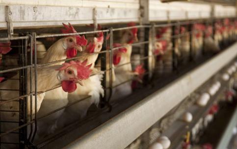 Production chickens in small cages