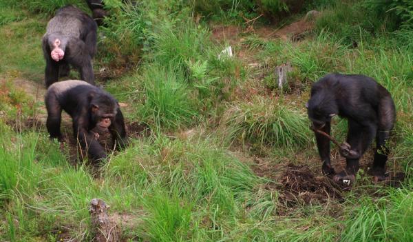 Chimpanzees dig to obtain food buried underground